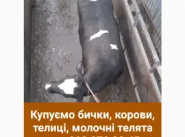 Зображення для оголошення Заготівля. худоби у Лановецькому та сусідніх районах