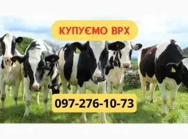 Зображення для оголошення Закупівля ВРХ. На м'ясо. Тримання. Найкраща ціна. Бички