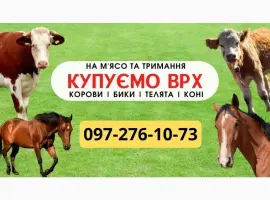 Зображення для оголошення Закупівля ВРХ. На м'ясо. Тримання. Бички