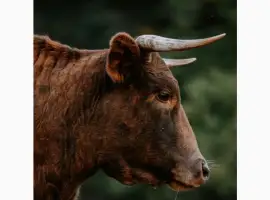 Зображення для оголошення Закупка биків за найвигіднішою ціною у Дніпропетровській області
