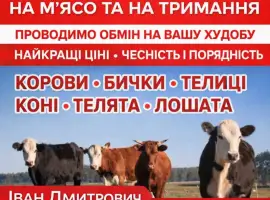 Зображення для оголошення Закуповуємо ВРХ Корови Крні Бички Телиці Телята На М'ясо На Тримання