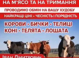 Зображення для оголошення Закуповуємо ВРХ Корови Крні Бички Телиці Телята На М'ясо На Тримання