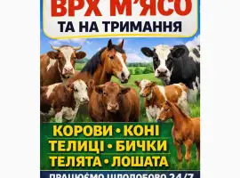 Зображення для оголошення Закуповуємо ВРХ Корови Коні Бички Телята На М'ясо Та На Тримання