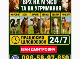 Зображення для оголошення Закуповуємо ВРХ Корови Коні Бички Телиці Телята На М'ясо На Тримання