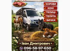 Зображення для оголошення Закуповуємо ВРХ Корів Коней Бичків Телят Телиці М'ясо На Тримання