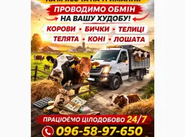 Зображення для оголошення Закуповуємо ВРХ На М'ясо. Корови Коні. Бички.Телиці. ТЕЛЯТА