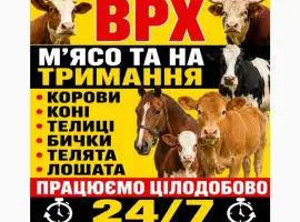 Зображення для оголошення Закуповуємо Велику Рогату Худобу : ВРХ. Корови.Коні.Бички.Телиці. На М'ясо Та На Тримання