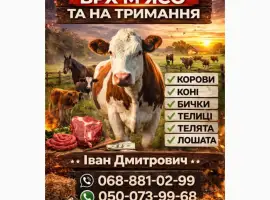 Зображення для оголошення Купити ВРХ : Корови. Коні. Бички.Телиці. На М'ясо ТА На Тримання