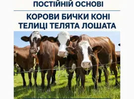 Зображення для оголошення Купити Велику Рогату Худобу : Корови. Бичок. Телиці. Коні. На М'ясо Та На Тримання