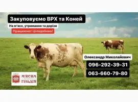 Зображення для оголошення Житомирський мʼясокомбінат купить корів коней биків телят
