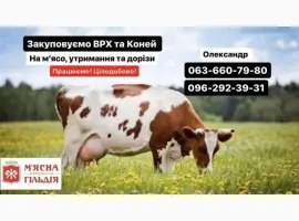 Зображення для оголошення Житомирський мʼясокомбінат закуповує ВРХ ДОРОГО