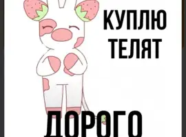 Зображення для оголошення За купляємо телята бики
