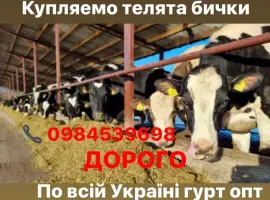 Зображення для оголошення Куплю телята бики