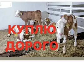 Зображення для оголошення Куплю телята молочні у Вінницькій