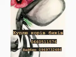 Зображення для оголошення Закупка производства коров быков баранов на мясо!!!! Дорого!!! Круглосуточно