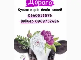 Зображення для оголошення Закупимо телят в любій кількості !!! ціна вища в регіоні
