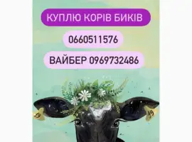 Зображення для оголошення Куплю биків різних порід корів