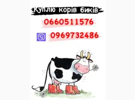 Зображення для оголошення Закупка корів та бичків дорого телят