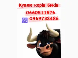 Зображення для оголошення Куплю телиць корів бичків