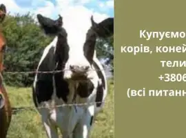 Зображення для оголошення Купуємо корів