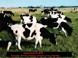 Зображення для оголошення Заготовка