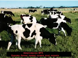 Зображення для оголошення Заготовка