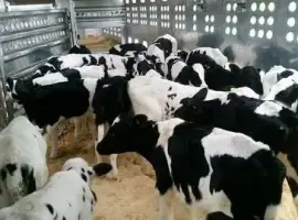 Зображення для оголошення Покупка