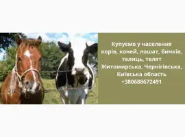 Зображення для оголошення Купуємо ВРХ