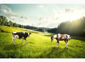 Зображення для оголошення Купуємо у населення корів