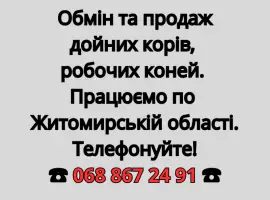 Зображення для оголошення Обмін та продаж дойних корів
