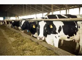 Зображення для оголошення Продам ферми ВРХ