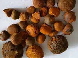 Зображення для оголошення СРОЧНО купляємо БЕЗОАР камінь із жоучного міхура ВРХ