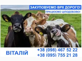 Зображення для оголошення Купуємо врх та молодняк