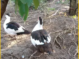 Зображення для оголошення Мускусные утки