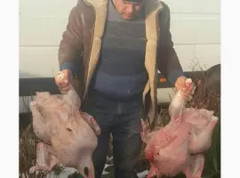 Зображення для оголошення Індичата бройлерні тяжкого кросу Київ
