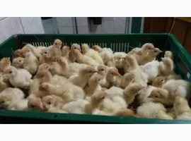 Зображення для оголошення БИГ 6 индюшата. Продажа. Розница 95грн