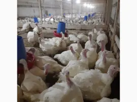 Зображення для оголошення Продам суточных индюшат породы Биг-6