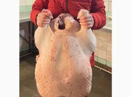 Зображення для оголошення Виробник! Продам індичат Big-6