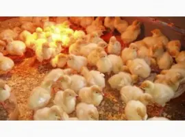 Зображення для оголошення Продам индюшат Биг-6