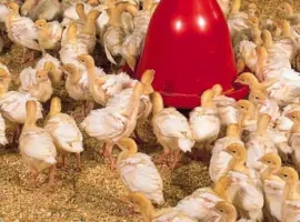 Зображення для оголошення Продам индюшонка