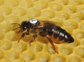 Зображення для оголошення Apis mellifera carnica