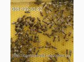 Зображення для оголошення Пчелиные плодные матки молодые (меченые) Карпатка