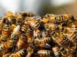 Зображення для оголошення Продам матки итальянской породы