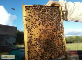 Пчелопакеты карпатской породы 5 рамочные