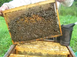 Продам пчелопакеты