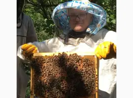 Продам пчелопакеты Карника