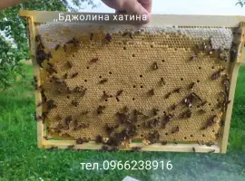 Бджолопакети карпат