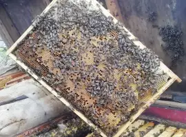 Продам бджолопакеты