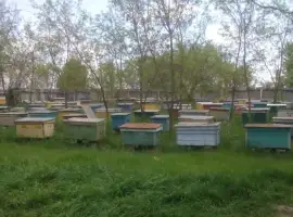 Зображення для оголошення Продам 15 бджолосімей