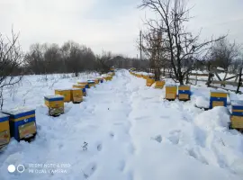 Зображення для оголошення Продам семьи пчел 50 шт.